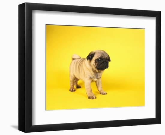 Pug Puppy-Peter M^ Fisher-Framed Premium Photographic Print