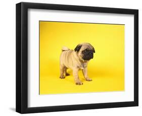 Pug Puppy-Peter M^ Fisher-Framed Premium Photographic Print