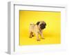 Pug Puppy-Peter M^ Fisher-Framed Premium Photographic Print