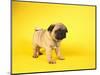 Pug Puppy-Peter M^ Fisher-Mounted Premium Photographic Print