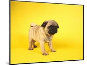 Pug Puppy-Peter M^ Fisher-Mounted Premium Photographic Print