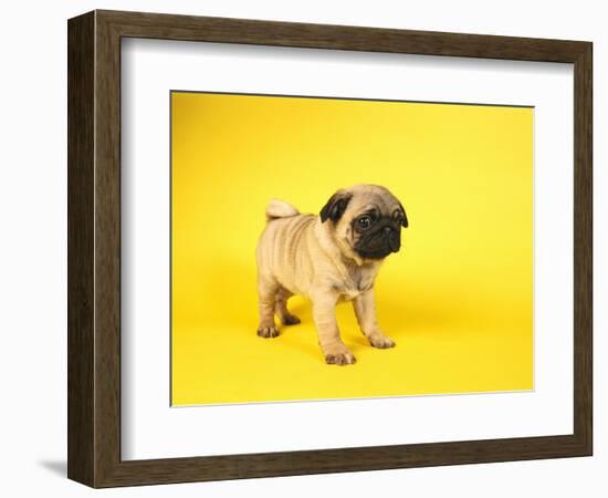 Pug Puppy-Peter M^ Fisher-Framed Photographic Print