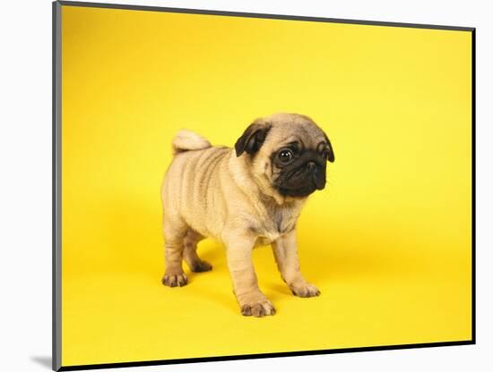 Pug Puppy-Peter M^ Fisher-Mounted Photographic Print