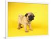 Pug Puppy-Peter M^ Fisher-Framed Photographic Print