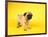 Pug Puppy-Peter M^ Fisher-Framed Photographic Print