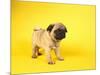 Pug Puppy-Peter M^ Fisher-Mounted Photographic Print