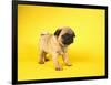 Pug Puppy-Peter M^ Fisher-Framed Photographic Print