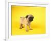 Pug Puppy-Peter M^ Fisher-Framed Photographic Print