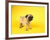 Pug Puppy-Peter M^ Fisher-Framed Photographic Print