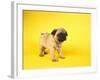 Pug Puppy-Peter M^ Fisher-Framed Photographic Print