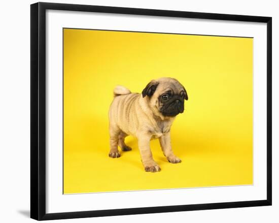 Pug Puppy-Peter M^ Fisher-Framed Photographic Print