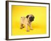 Pug Puppy-Peter M^ Fisher-Framed Photographic Print