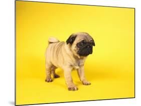 Pug Puppy-Peter M^ Fisher-Mounted Photographic Print