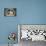 Pug Pups in Wicker Basket, Santa Ynez, California, USA-Lynn M^ Stone-Stretched Canvas displayed on a wall