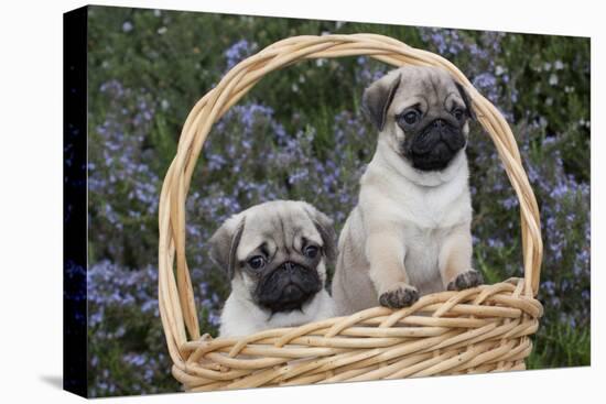 Pug Pups in Wicker Basket, Santa Ynez, California, USA-Lynn M^ Stone-Stretched Canvas