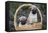 Pug Pups in Wicker Basket, Santa Ynez, California, USA-Lynn M^ Stone-Framed Stretched Canvas