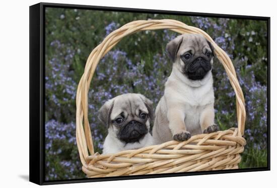Pug Pups in Wicker Basket, Santa Ynez, California, USA-Lynn M^ Stone-Framed Stretched Canvas