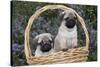 Pug Pups in Wicker Basket, Santa Ynez, California, USA-Lynn M^ Stone-Stretched Canvas