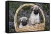 Pug Pups in Wicker Basket, Santa Ynez, California, USA-Lynn M^ Stone-Framed Stretched Canvas