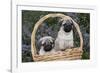 Pug Pups in Wicker Basket, Santa Ynez, California, USA-Lynn M^ Stone-Framed Photographic Print