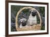 Pug Pups in Wicker Basket, Santa Ynez, California, USA-Lynn M^ Stone-Framed Photographic Print