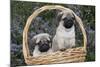 Pug Pups in Wicker Basket, Santa Ynez, California, USA-Lynn M^ Stone-Mounted Photographic Print