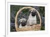 Pug Pups in Wicker Basket, Santa Ynez, California, USA-Lynn M^ Stone-Framed Photographic Print