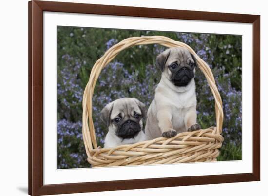 Pug Pups in Wicker Basket, Santa Ynez, California, USA-Lynn M^ Stone-Framed Photographic Print