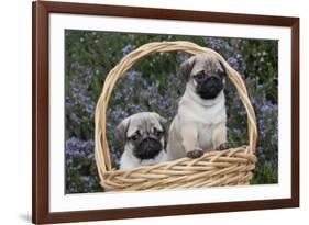 Pug Pups in Wicker Basket, Santa Ynez, California, USA-Lynn M^ Stone-Framed Photographic Print