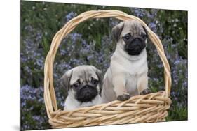 Pug Pups in Wicker Basket, Santa Ynez, California, USA-Lynn M^ Stone-Mounted Photographic Print