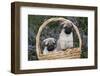 Pug Pups in Wicker Basket, Santa Ynez, California, USA-Lynn M^ Stone-Framed Photographic Print