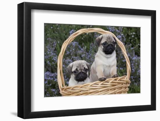 Pug Pups in Wicker Basket, Santa Ynez, California, USA-Lynn M^ Stone-Framed Photographic Print