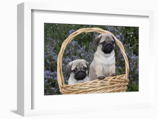 Pug Pups in Wicker Basket, Santa Ynez, California, USA-Lynn M^ Stone-Framed Photographic Print