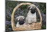 Pug Pups in Wicker Basket, Santa Ynez, California, USA-Lynn M^ Stone-Mounted Photographic Print