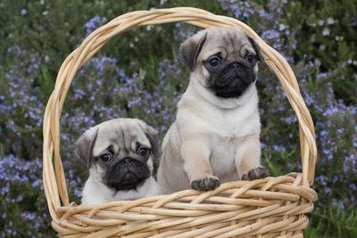 Pug basket 2025