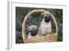 Pug Pups in Wicker Basket, Santa Ynez, California, USA-Lynn M^ Stone-Framed Photographic Print