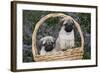 Pug Pups in Wicker Basket, Santa Ynez, California, USA-Lynn M^ Stone-Framed Photographic Print