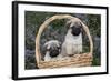 Pug Pups in Wicker Basket, Santa Ynez, California, USA-Lynn M^ Stone-Framed Photographic Print