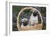 Pug Pups in Wicker Basket, Santa Ynez, California, USA-Lynn M^ Stone-Framed Photographic Print