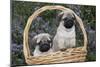 Pug Pups in Wicker Basket, Santa Ynez, California, USA-Lynn M^ Stone-Mounted Photographic Print