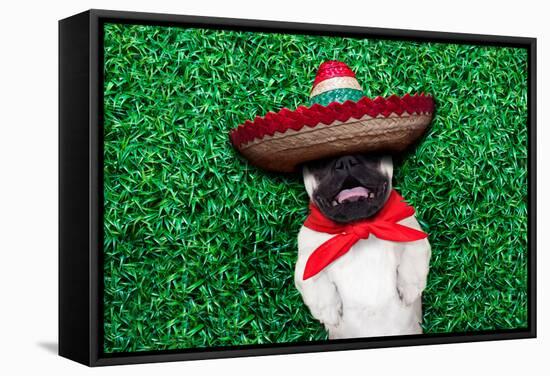 Pug Siesta-Javier Brosch-Framed Stretched Canvas