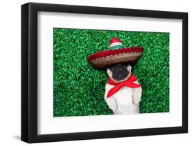 Pug Siesta-Javier Brosch-Framed Photographic Print