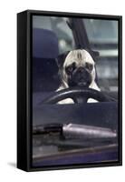 Pug Sitting Behind Wheel of Car-null-Framed Stretched Canvas