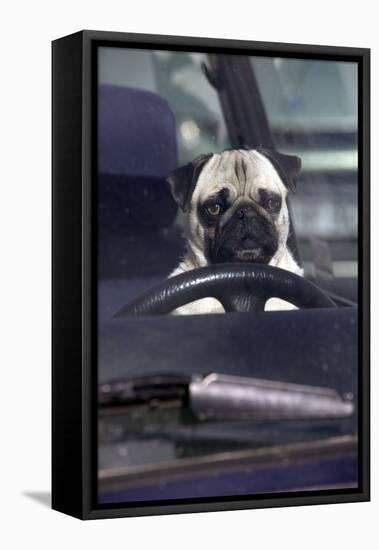 Pug Sitting Behind Wheel of Car-null-Framed Stretched Canvas