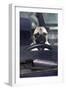 Pug Sitting Behind Wheel of Car-null-Framed Photographic Print