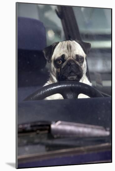 Pug Sitting Behind Wheel of Car-null-Mounted Photographic Print