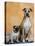 Pug Sitting Next to a Mixed Breed Dog on a Rug-Petra Wegner-Stretched Canvas