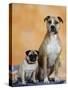 Pug Sitting Next to a Mixed Breed Dog on a Rug-Petra Wegner-Stretched Canvas