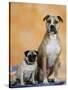 Pug Sitting Next to a Mixed Breed Dog on a Rug-Petra Wegner-Stretched Canvas