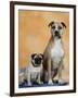 Pug Sitting Next to a Mixed Breed Dog on a Rug-Petra Wegner-Framed Premium Photographic Print